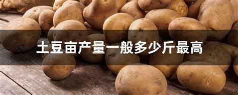 土豆亩产量一般多少斤
