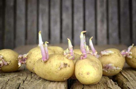 土豆发芽了还能吃吗？为什么？