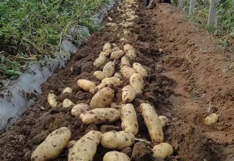 土豆栽培技术与管理