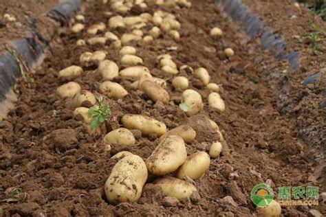 土豆正确的栽培技术