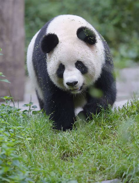 在国外去世的大熊猫