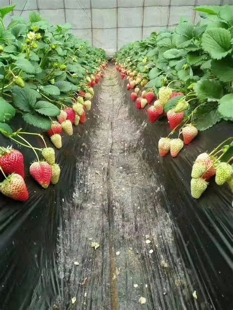在海南草莓种植方法全过程
