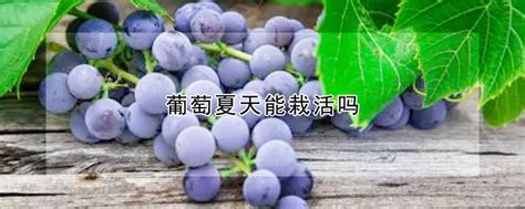夏天能不能种植葡萄