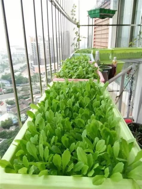 夏天阳台可以种哪些蔬菜