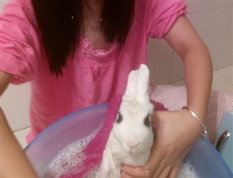 大姐给兔子洗澡