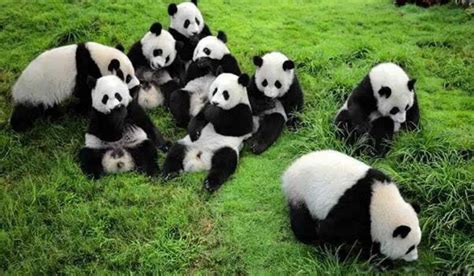 大熊猫为什么只有中国才有