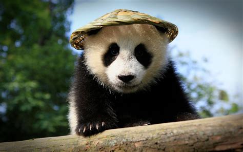 大熊猫为什么是中国国宝