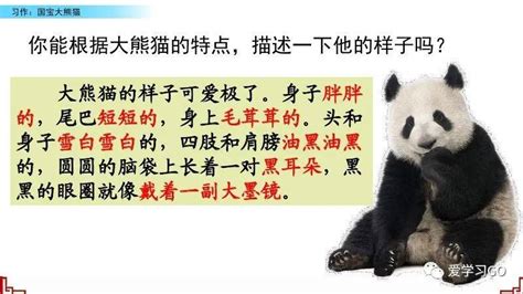 大熊猫作文300字简单的
