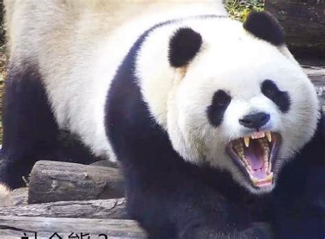 大熊猫凶狠的一面