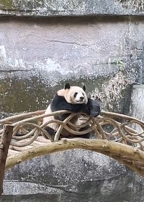 大熊猫反向参观游客