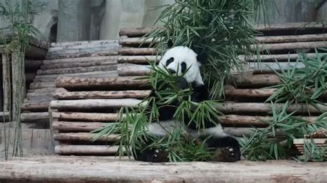 大熊猫在国外不幸去世