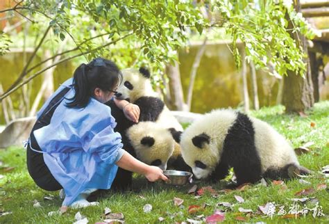 大熊猫懒到被饲养员喂竹笋