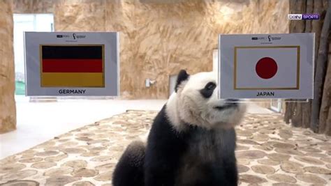大熊猫成功"预测"日本战胜德国
