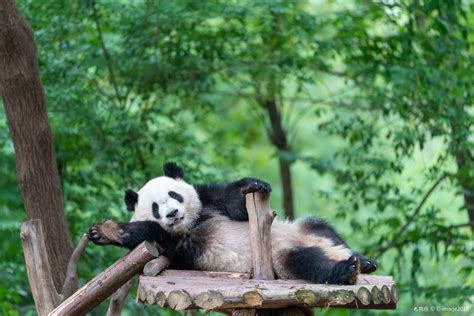 大熊猫繁育中心有招聘吗