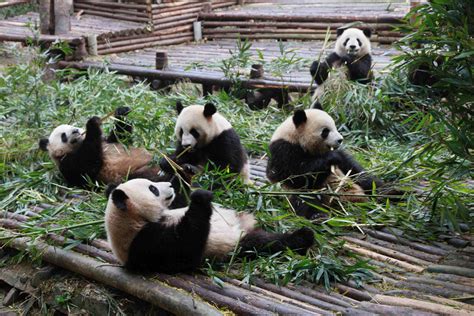大熊猫繁育研究基地饲养员招聘
