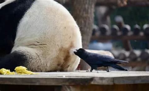 大熊猫被薅秃了