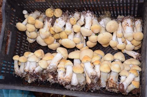 大球盖菇最新种植技术