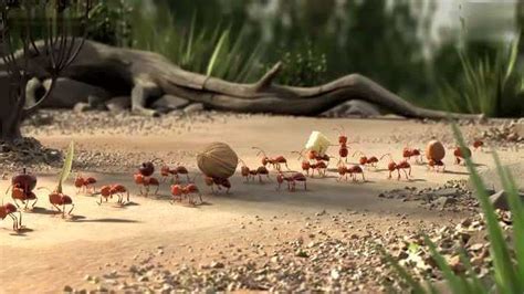 大自然的秘密蚂蚁搬家