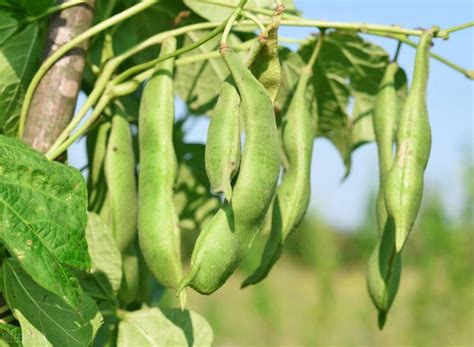 大芸豆的种植方法全过程