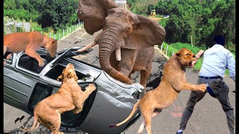 大象发狂攻击汽车