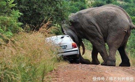 大象带着小象掀翻汽车