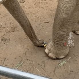 大象捡回游客掉落的鞋子