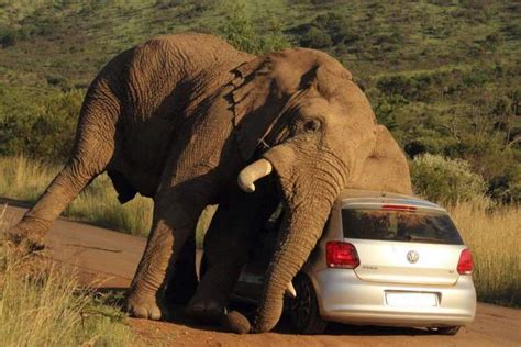 大象被车撞后续