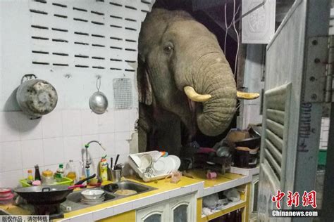 大象闯入居民家里