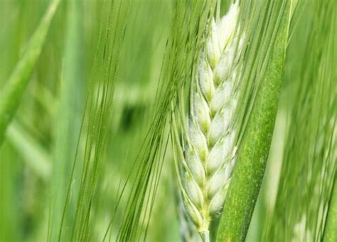 大麦的生长习性