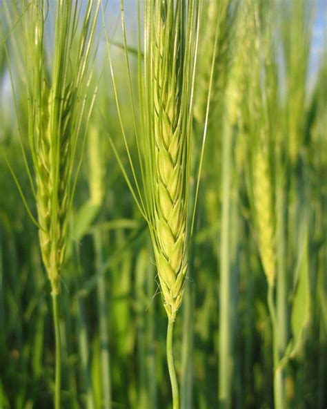 大麦适合在哪里种