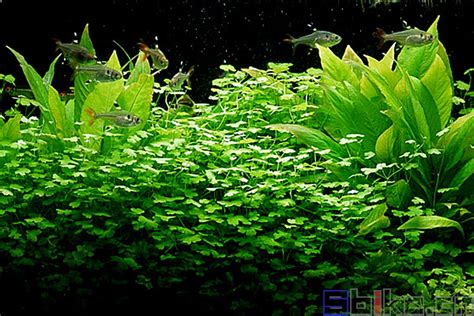 天湖葵水草种植方法
