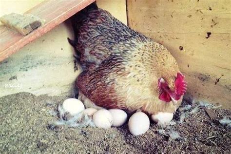 女人捡鸡蛋有什么兆头