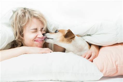 女人梦到狗咬脸是什么意思