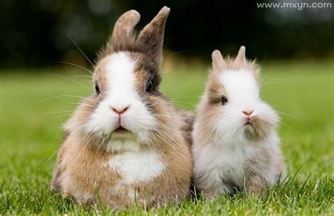 女人梦见两只兔子