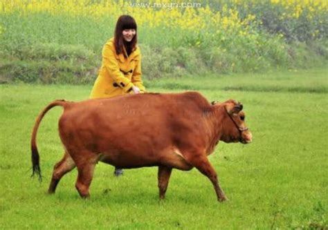 女人梦见牛是胎梦