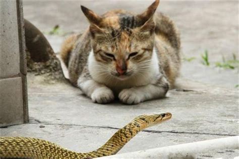 女人梦见猫吃蛇什么预兆