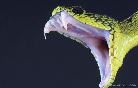 女人梦见蛇咬是什么预兆
