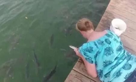 女子喂鱼被鱼咬手臂