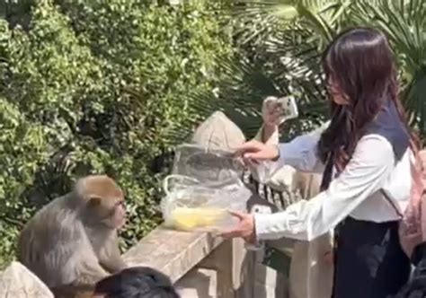 女子回应景区喂猴子被攻击结婚