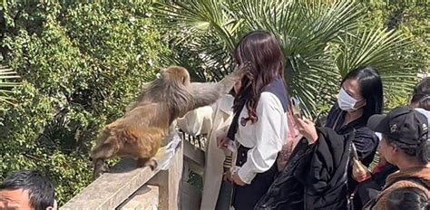 女子给猴子喂食被猴子掌掴苏州