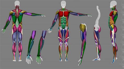 女性肌肉解剖3d模型