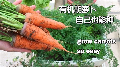 如何在家种胡萝卜
