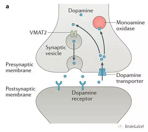 如何让多巴胺被转运体吸收