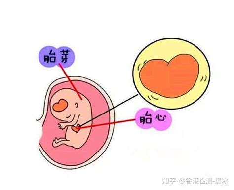 孕囊多大可以看见胎心胎芽