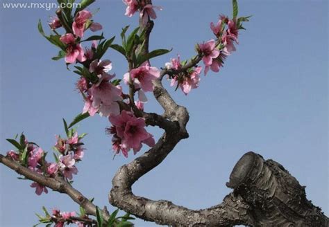 孕妇梦到桃树开花是什么意思