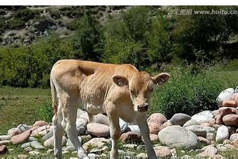孕妇梦见一头白牛