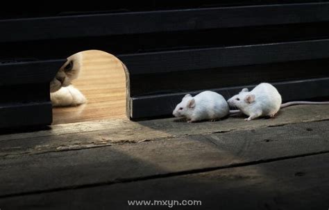 孕妇梦见两只老鼠周公解梦
