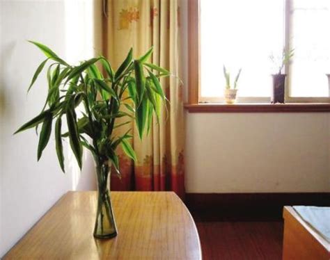 学生卧室放哪个品种的富贵竹