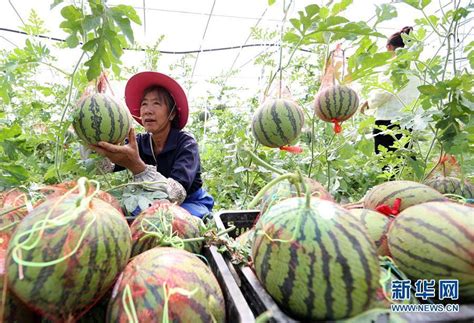 宁波每天吃掉300吨西瓜