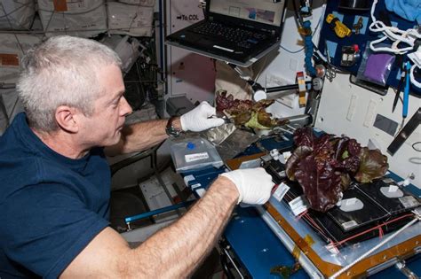 宇航员在太空种的第一种蔬菜